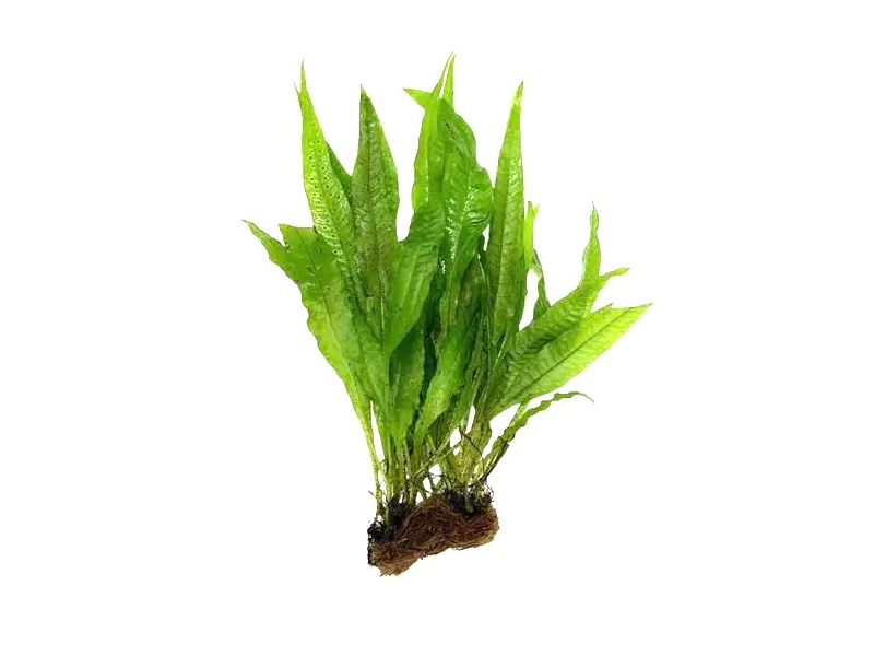 Java Fern Microsorum