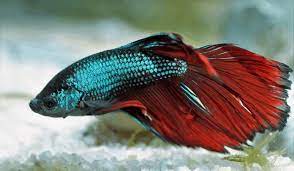 Seachem MetroPlex™ – Marine & Freshwater Fish Treatment