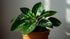 Anubias Gigantea size and color reference