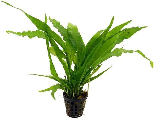 Potted Live Aquarium Plants Bundle (6 Pots) submerged in planted aquarium