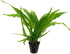 Potted Live Aquarium Plants Bundle (6 Pots) submerged in planted aquarium