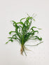 Vesuvius Sword Echinodorus Vesuvius live plant specimen
