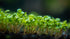 Dwarf Baby Tears (Micranthemum umbrosum) freshwater aquatic plant