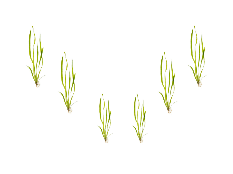 6 Plant Pack Jungle Vallisneria Americana