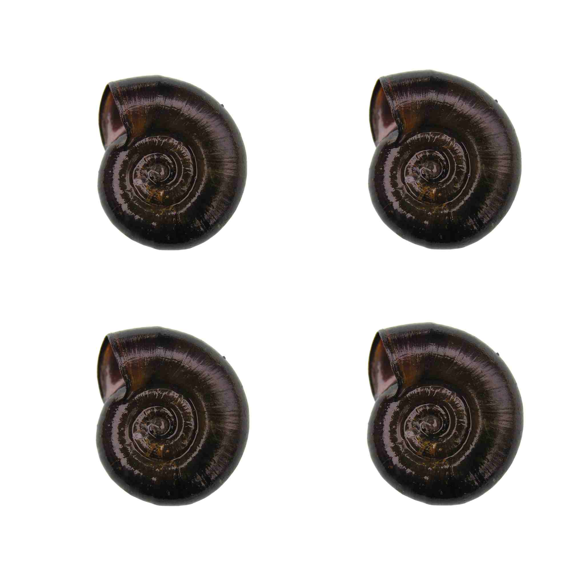 25+ Baby to Adult Assorted Ramshorn Snails - Rams Horn