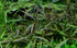 Hygrophila Corymbosa Var. N freshwater aquatic plant