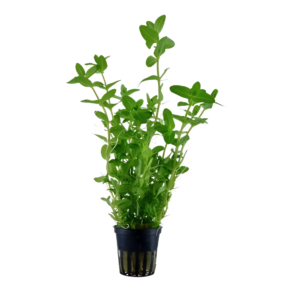 Bacopa Caroliniana live plant specimen
