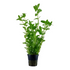 Bacopa Caroliniana live plant specimen