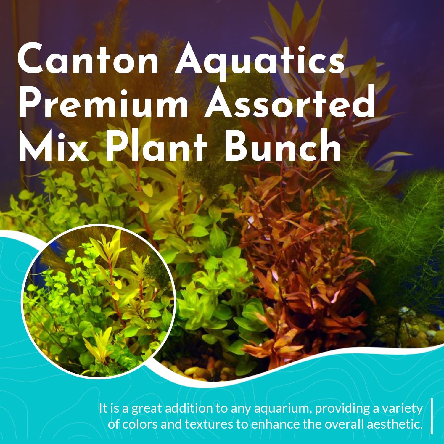Premium Assorted Mixed Plant Bundle