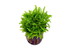 Pogostemon Helferi