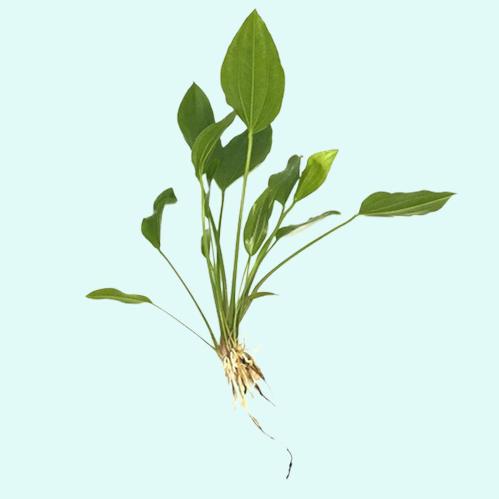 Grandifolius "Rangeri" Sword Argentinensis