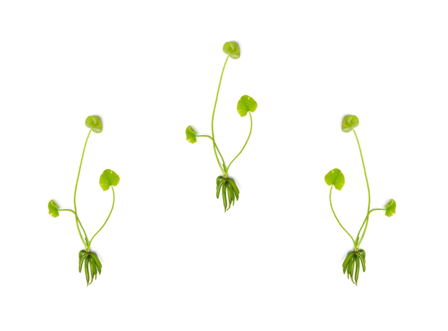 Banana Plant (Nymphoides aquatica) – Live Aquarium Plant (Buy More & Save More)