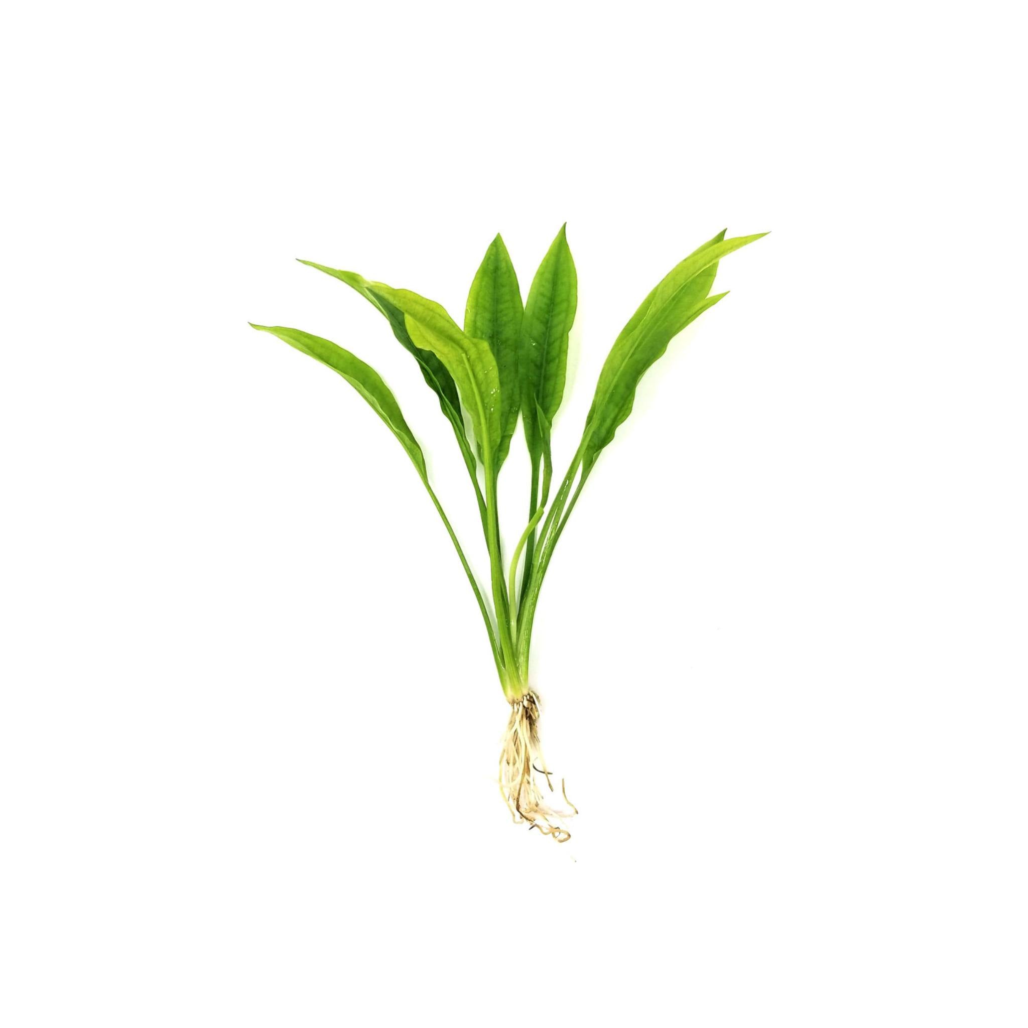Amazon Sword Echinodorus Bleheri - Live aquarium plant from Canton Aquatics