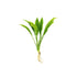 Amazon Sword Echinodorus Bleheri - Live aquarium plant from Canton Aquatics