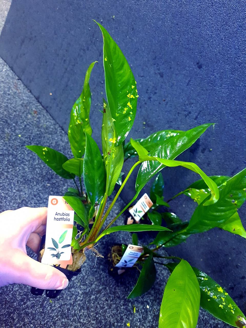 Anubias Hastifolia freshwater aquatic plant