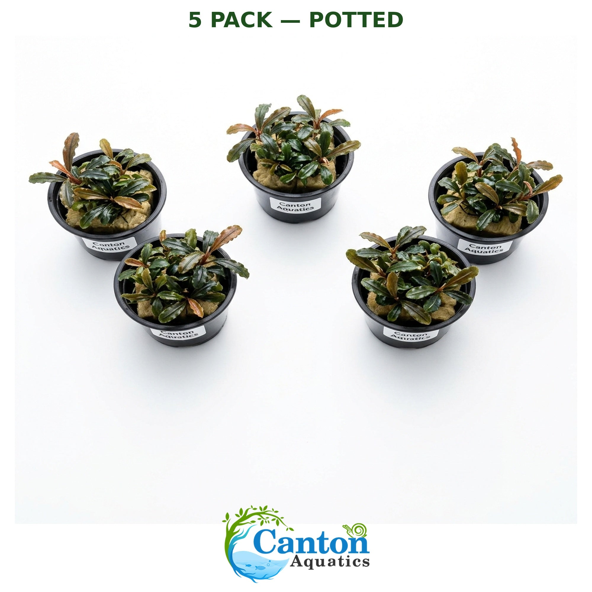 Bucephalandra Kedagang 52 - Image 17