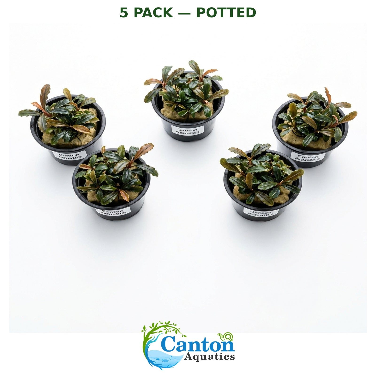 Bucephalandra Kedagang 52 - Image 17