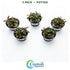 Bucephalandra Kedagang 52 - Image 17