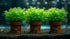 Aquarium Foreground Plant Bundle - Image 6 of 11