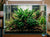 Live Java Fern & Anubias Nana (Microsorum Pteropus, Anubias Barteri) aquarium plant