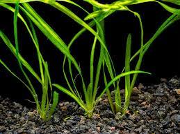 18 Lush Jungle Vallisneria Plants
