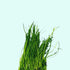 Micro Sword NarrowLeaf (Lilaeopsis Zelandiae) product photo