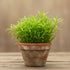 Chain Sword Narrow Leaf Hellanthium Bolivianum healthy growth example