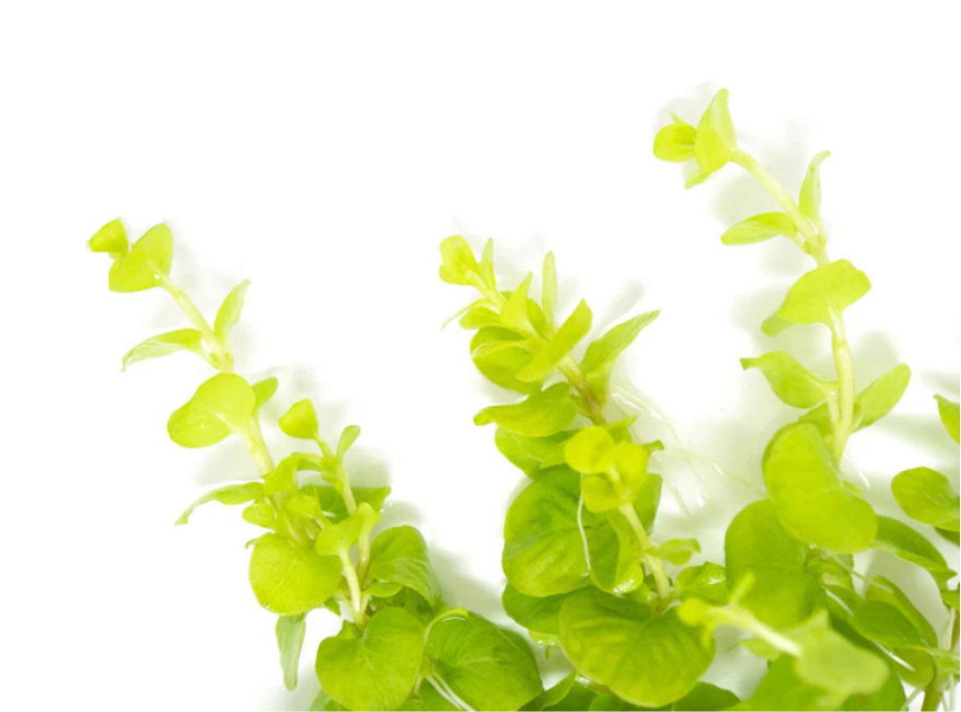 Golden Moneywort (Lysimachia nummularia) – Live Aquarium Plant Bunch