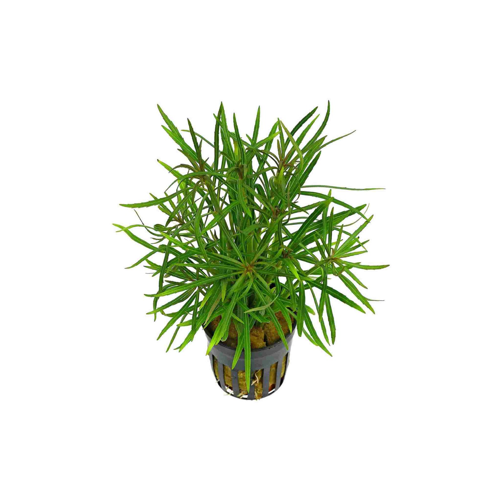 Pogostemon Stellatus Narrowleaf healthy growth example