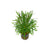 Pogostemon Stellatus Narrowleaf healthy growth example