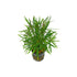 Pogostemon Stellatus Narrowleaf healthy growth example