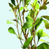 Ludwigia Repens Super Red Mini submerged in planted aquarium