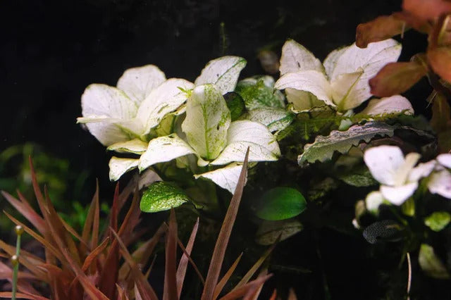 Anubias White Rose