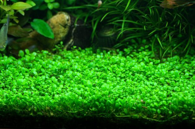 (Pearl Weed) Hemianthus Micranthemoides