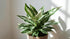Aglaonema Queen "Chinese Evergreen"