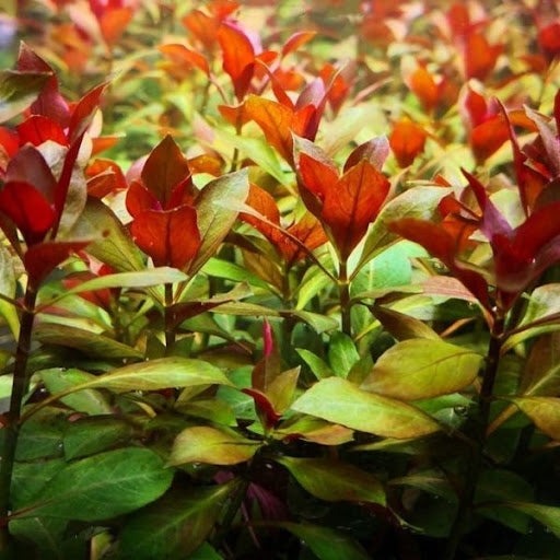 Ludwigia Repens Red 2 Inch Pot