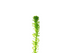 Anacharis Egeria Najas in freshwater aquarium