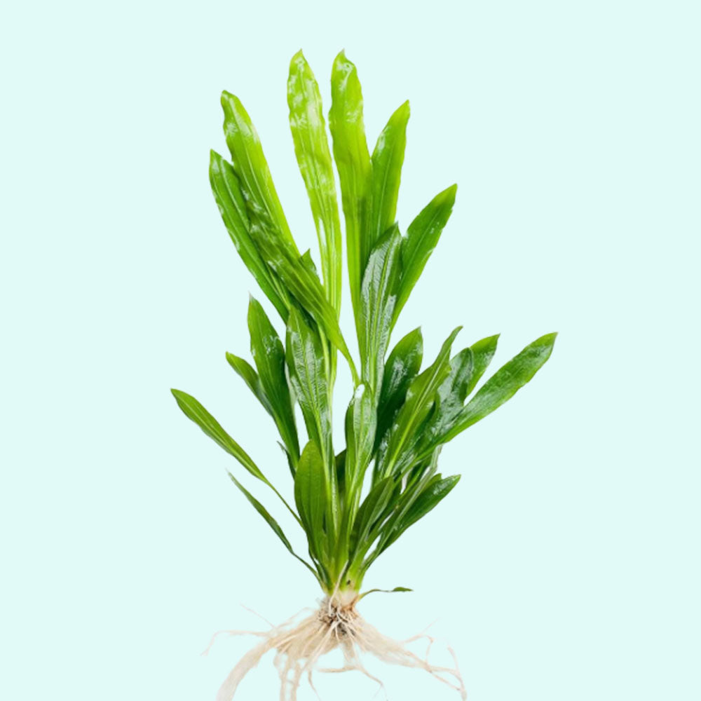 Ruffled Amazon Sword Echinodorus Martii plant care and growth
