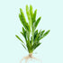 Ruffled Amazon Sword Echinodorus Martii plant care and growth
