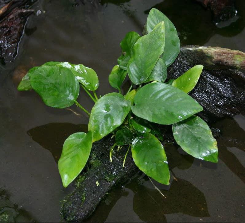 3 Anubias Aquatic Plants Bundle