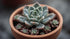 Echeveria Prolifica Succulent