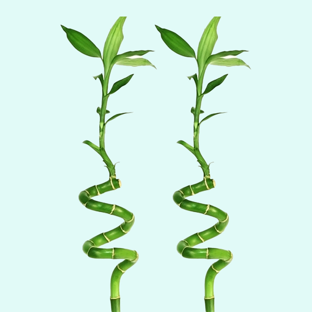 lucky bamboo plant buy Lucky Bamboo Plant (Dracaena Sanderiana)