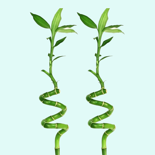 bamboo like succulent Lucky Bamboo Plant (Dracaena Sanderiana)