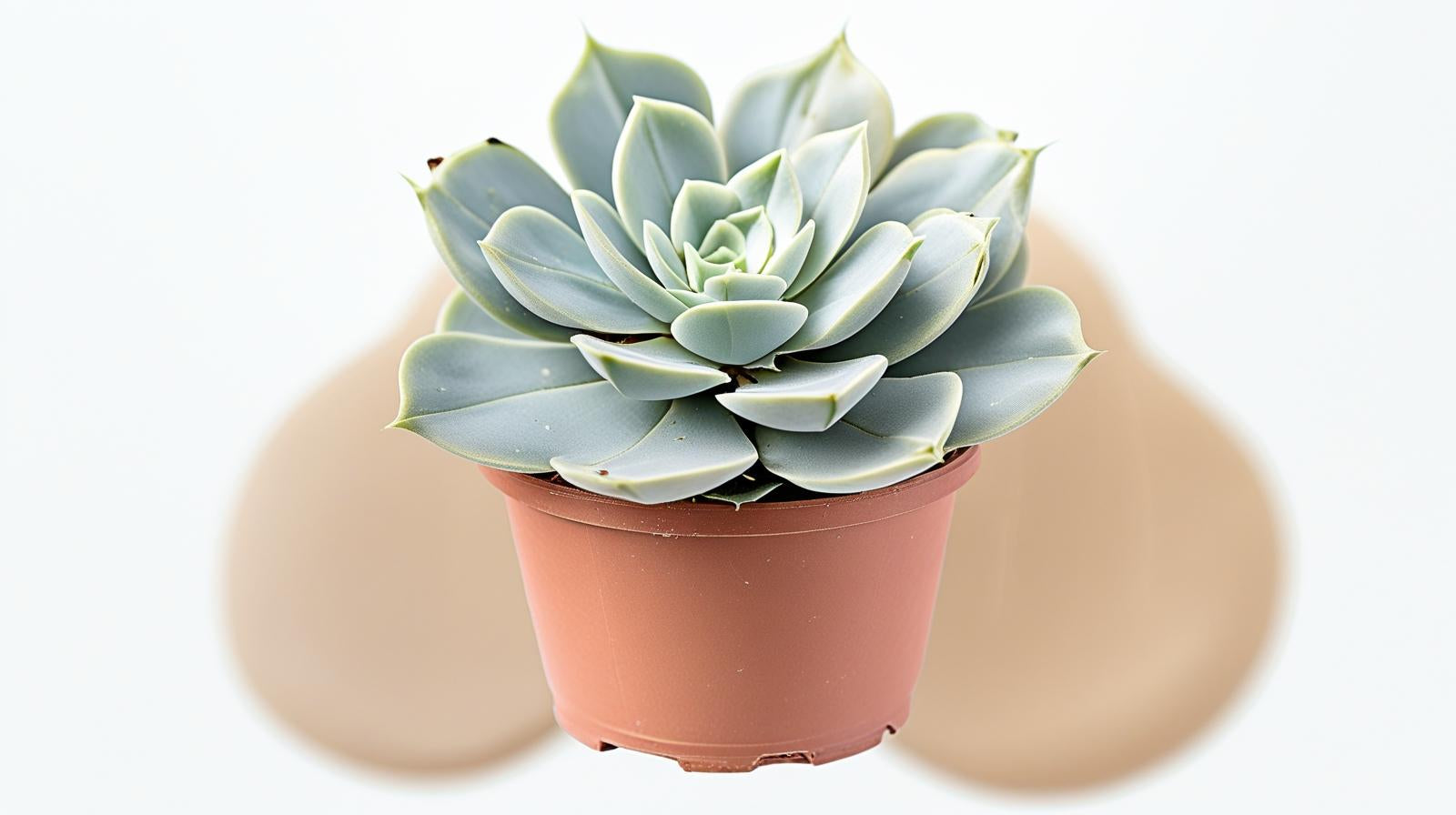 Echeveria lilacina