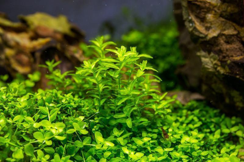 (Pearl Weed) Hemianthus Micranthemoides