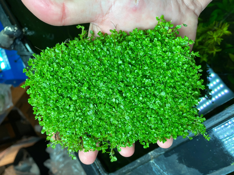 Dwarf Baby Tears Micranthemum Umbrosom live plant specimen