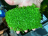 Dwarf Baby Tears Micranthemum Umbrosom live plant specimen