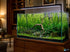 Bacopa Moneywort Live Aquarium Plant 3 Pack Potted Freshwater Fish Tank Bundle from Canton Aquatics