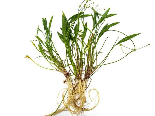 Chain Sword Narrow Leaf (Hellanthium bolivianum) – Live Aquarium Carpet Plant (3 Pack) Overview