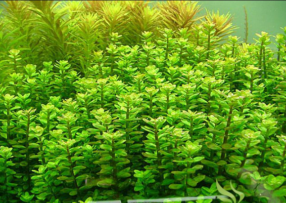 Rotala Indica - Live Aquarium Plant from Canton Aquatics